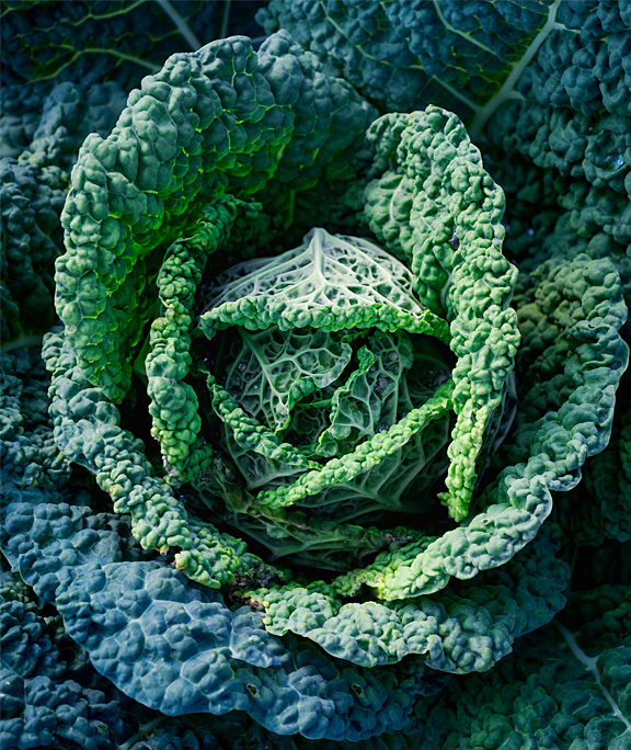 Savoy cabbage